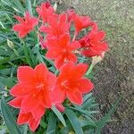 Cyrtanthus elatus Flower