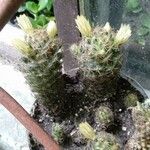 Mammillaria proliferaKwiat