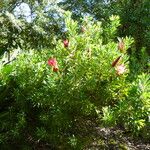 Protea repens Habitat