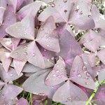 Oxalis triangularis Folla