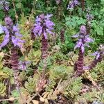 Coleus neochilus Celota