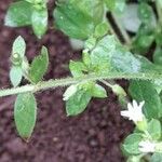 Cerastium rivulariastrum Otro