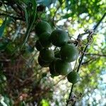 Smilax australis