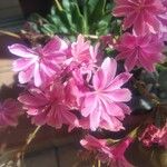 Lewisia longipetala ᱵᱟᱦᱟ