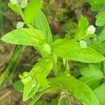 Myosotis macrosperma Leaf