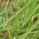 Zoysia japonica Flor