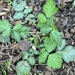 Geum aleppicum Leaf