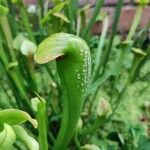 Sarracenia minor पत्ता