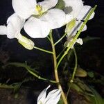 Arabis caucasica Flower