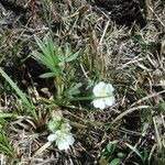 Potentilla alba 整株植物