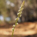 Sesamoides purpurascens Flor