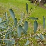 Acacia redolens Leaf