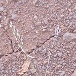 Urochloa maxima Flower