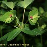 Euphorbia dulcis Flor