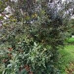 Quercus ilex عادت داشتن