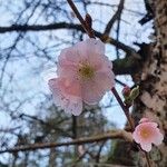 Prunus triloba Цветок