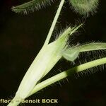 Trifolium diffusum Bark