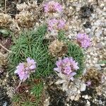 Armeria maritima Habitus