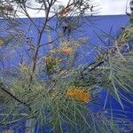 Grevillea pteridifolia Blomma