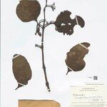 Psittacanthus eucalyptifolius