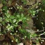 Galium rotundifolium Φρούτο