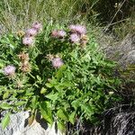 Centaurea raphanina Yeri