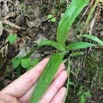 Carex grisea Foglia