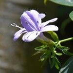 Barleria observatrix 花