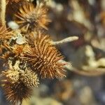 Xanthium orientale ഫലം