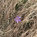 Crocus heuffelianus Çiçek