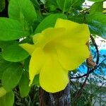 Allamanda catharticaFlor