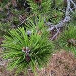 Pinus contortaLeaf