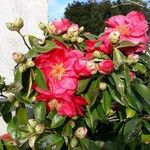 Camellia japonica Blüte
