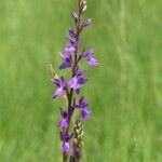 Anacamptis palustris Flor