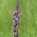 Anacamptis palustris Цвят