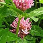 Trifolium medium Floro