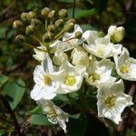 Spiraea chamaedryfolia Λουλούδι