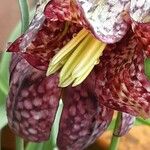 Fritillaria meleagris 花