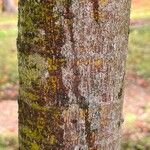 Acer sieboldianum Bark