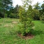 Acer triflorum Habitatea