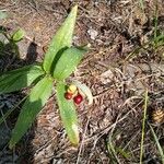 Maianthemum stellatum Ffrwyth