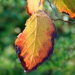 Hamamelis virginiana Blad