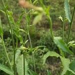 Nicotiana plumbaginifolia Lehti