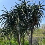 Aloidendron barberae Blad