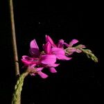 Indigofera cassioides Hábitos