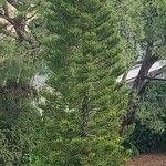 Araucaria columnaris Hoja