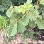 Handroanthus chrysotrichus Leaf