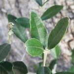 Olea europaea Leaf