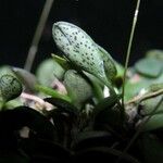 Specklinia microphylla Fruit