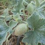 Ecballium elaterium Fruit